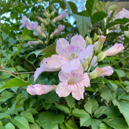 f:id:temahime:20220911164043j:image