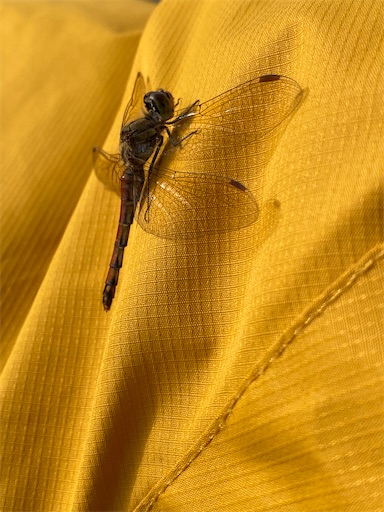 f:id:temahime:20221026105129j:image