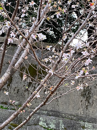 f:id:temahime:20221207113054j:image