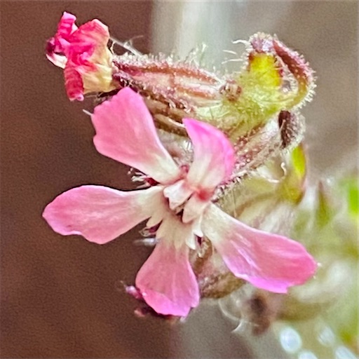 f:id:temahime:20230528162800j:image