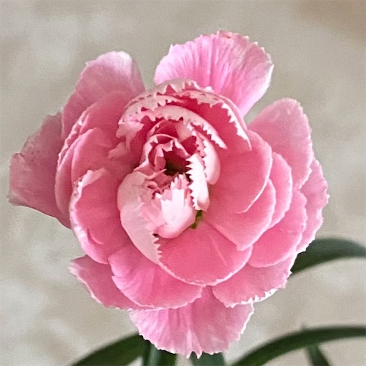 f:id:temahime:20230714095358j:image