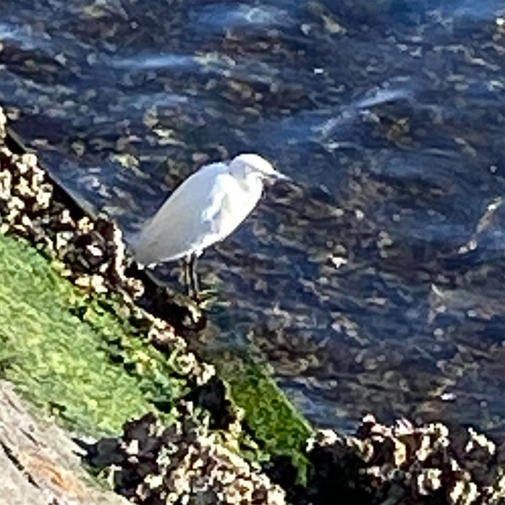 f:id:temahime:20250305135614j:image