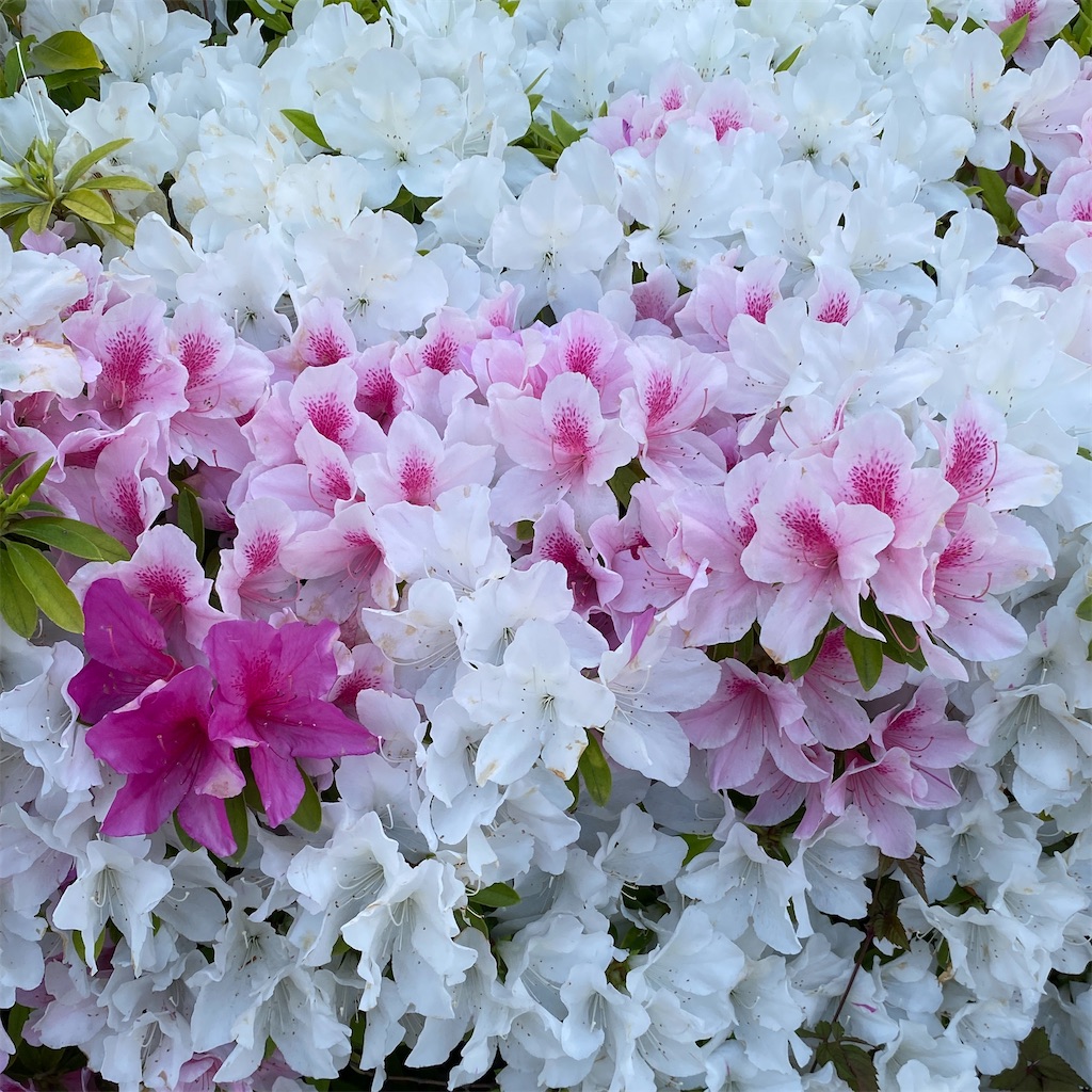 f:id:temahime:20250514141656j:image