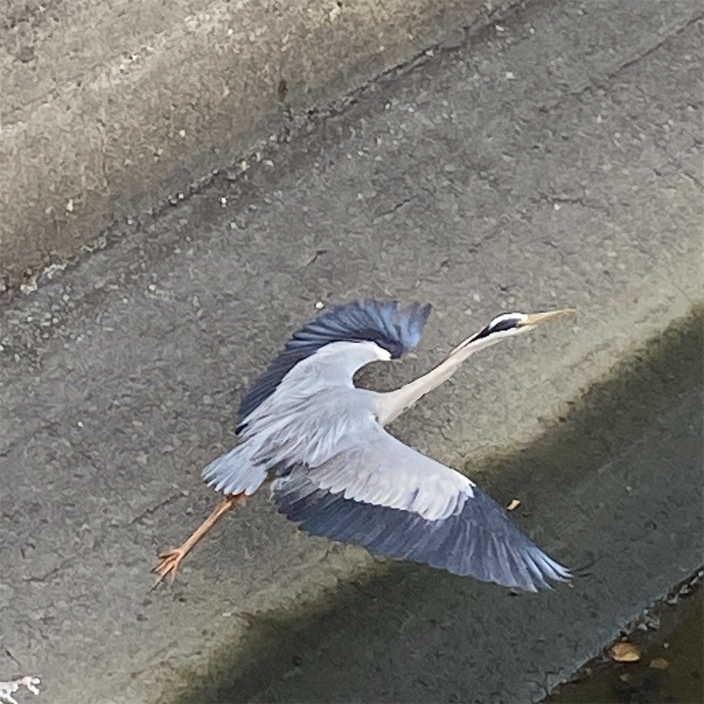 f:id:temahime:20260626010654j:image