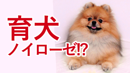 f:id:temari_pome:20210728193720j:plain