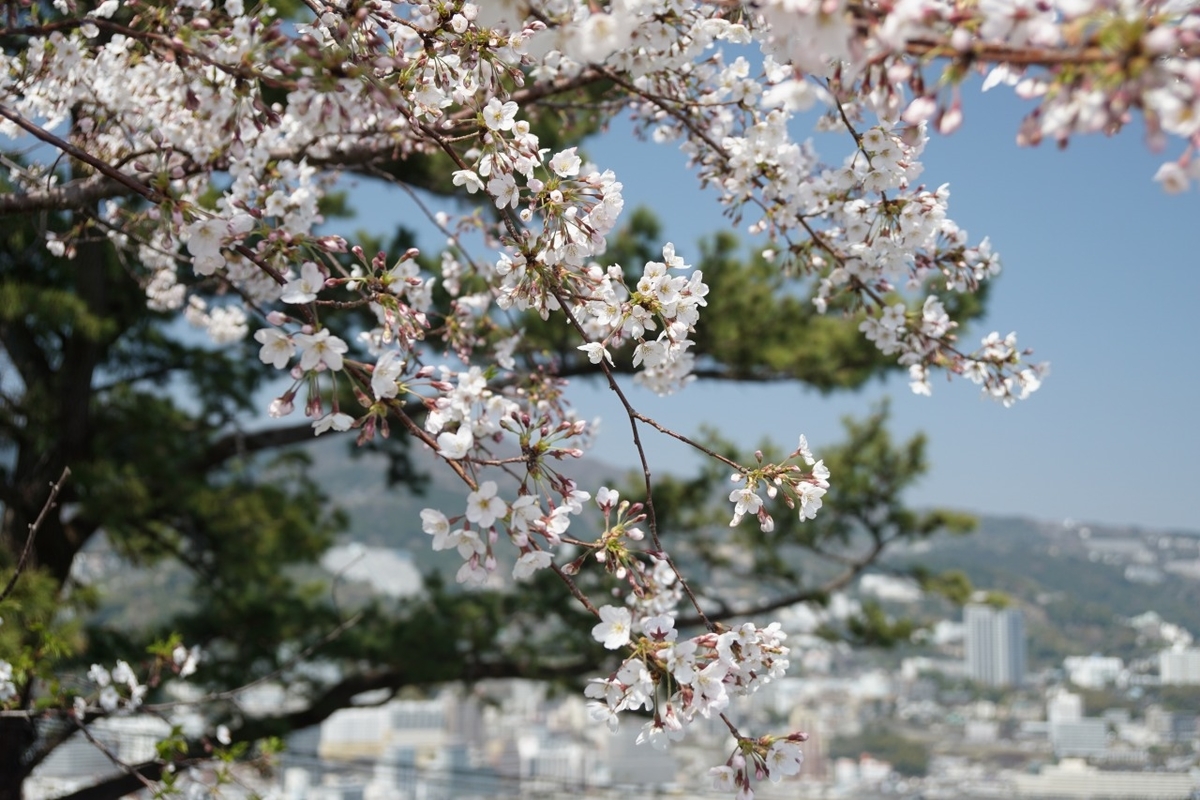 桜