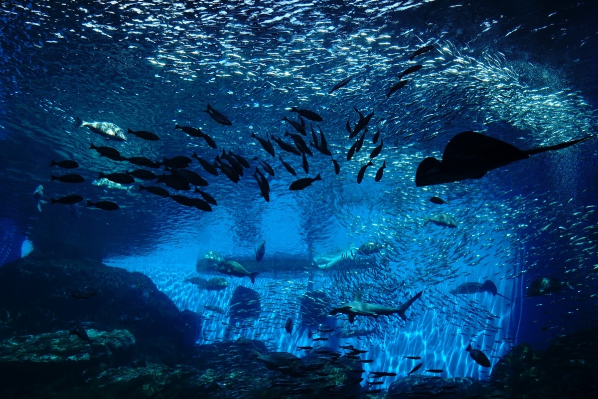 仙台うみの杜水族館　大水槽