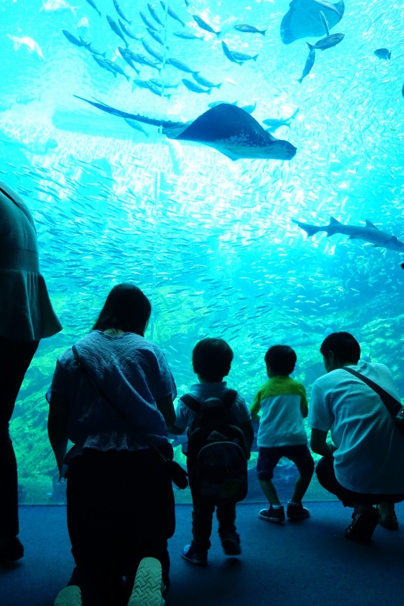仙台うみの杜水族館　大水槽2
