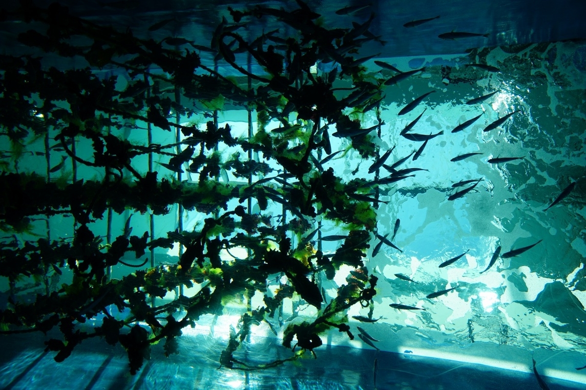 仙台うみの杜水族館