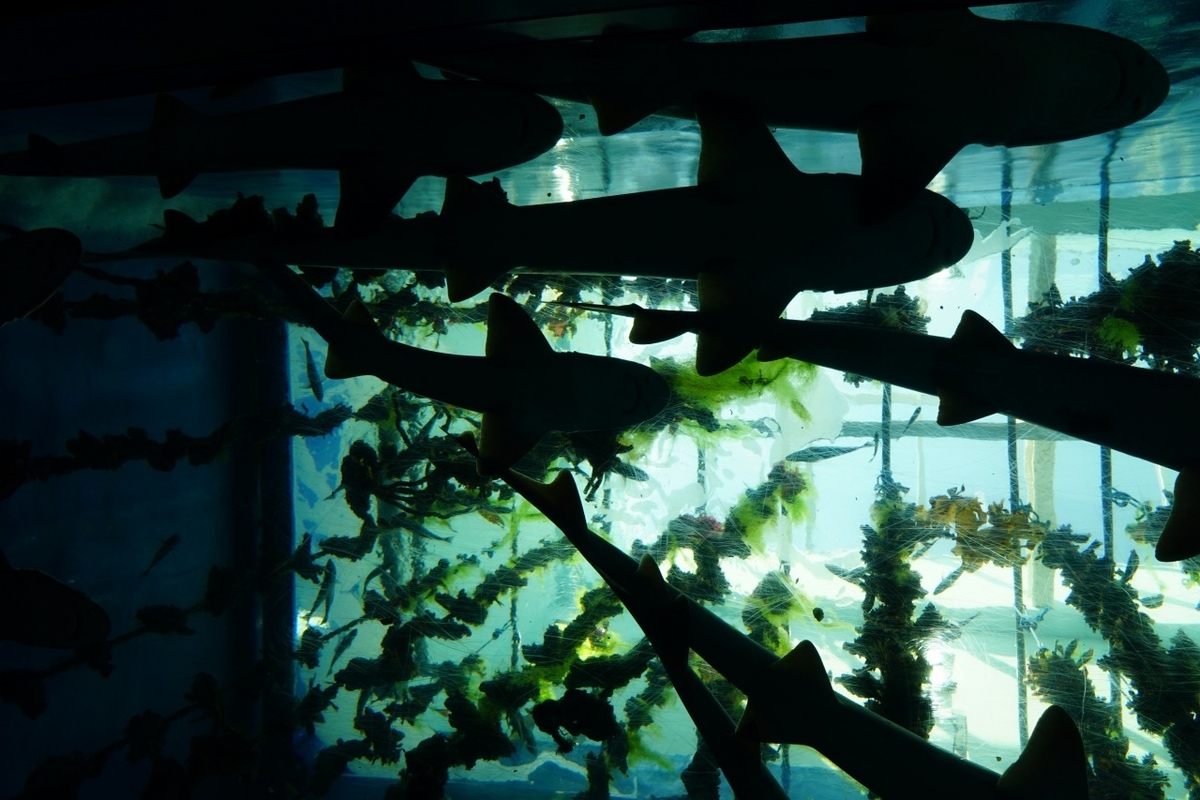仙台うみの杜水族館