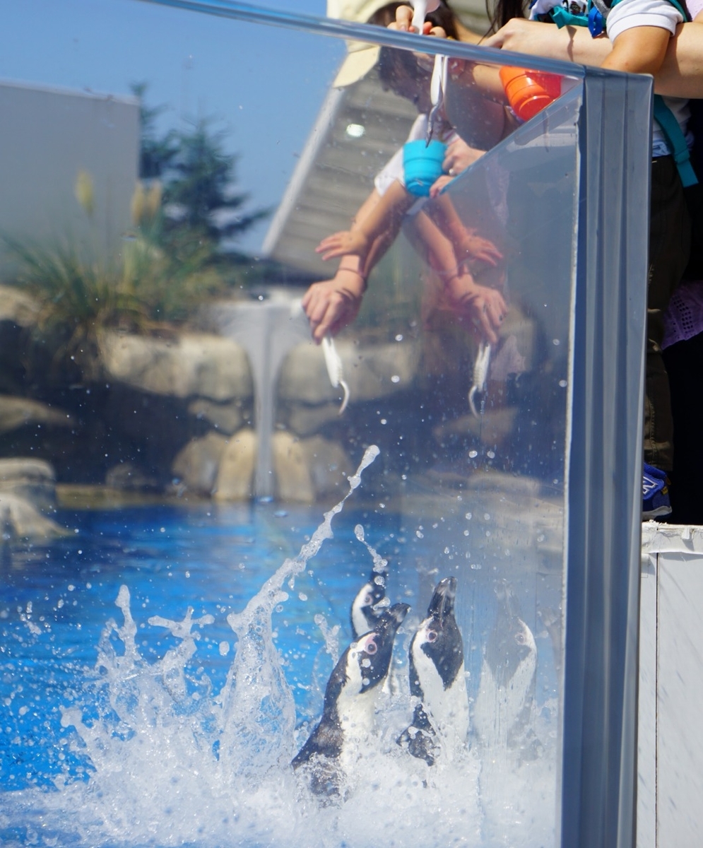仙台うみの杜水族館　ペンギン　餌やり