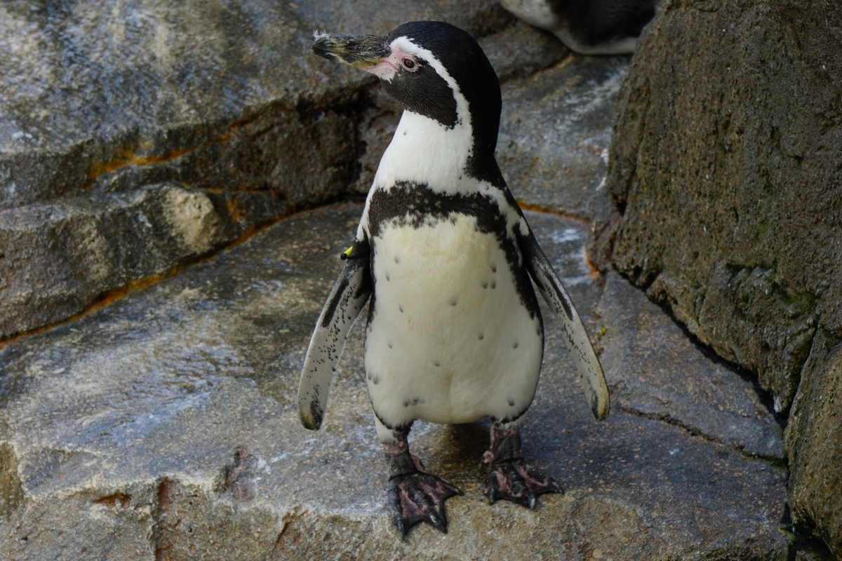 仙台うみの杜水族館　ペンギン