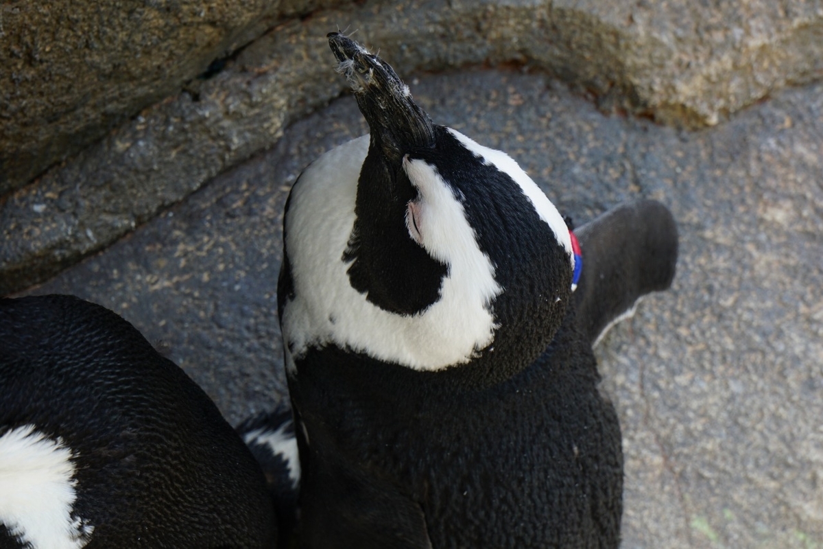 仙台うみの杜水族館　ペンギン
