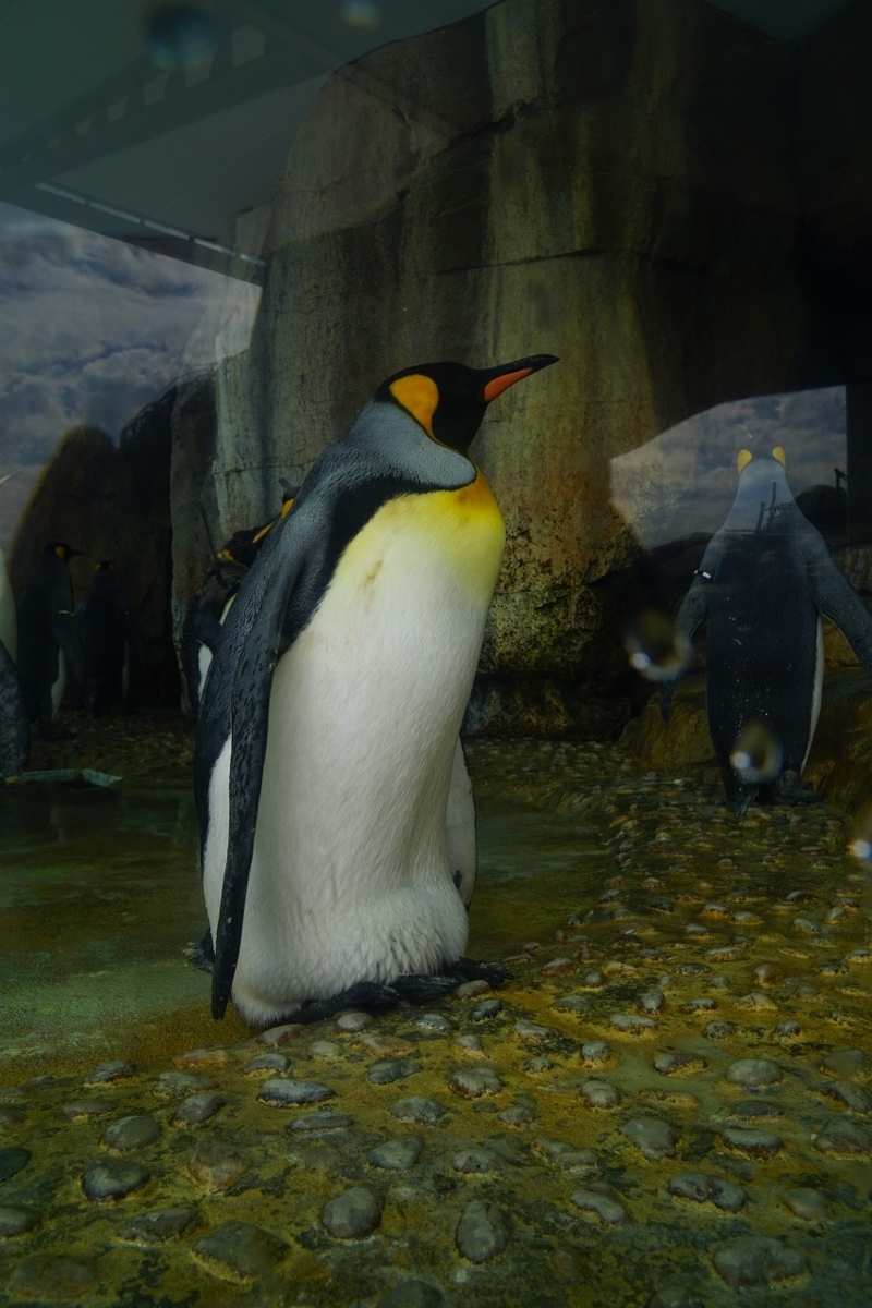 仙台うみの杜水族館　ペンギン