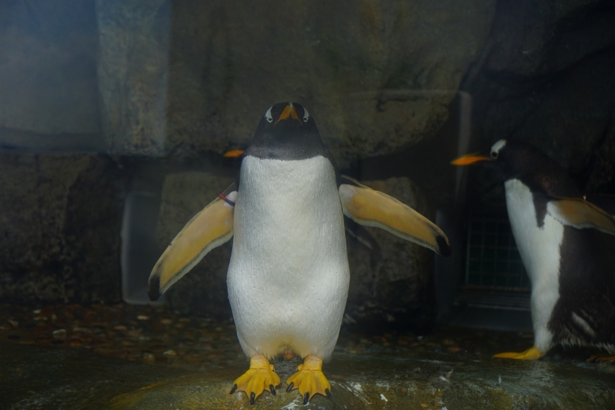 仙台うみの杜水族館　ペンギン