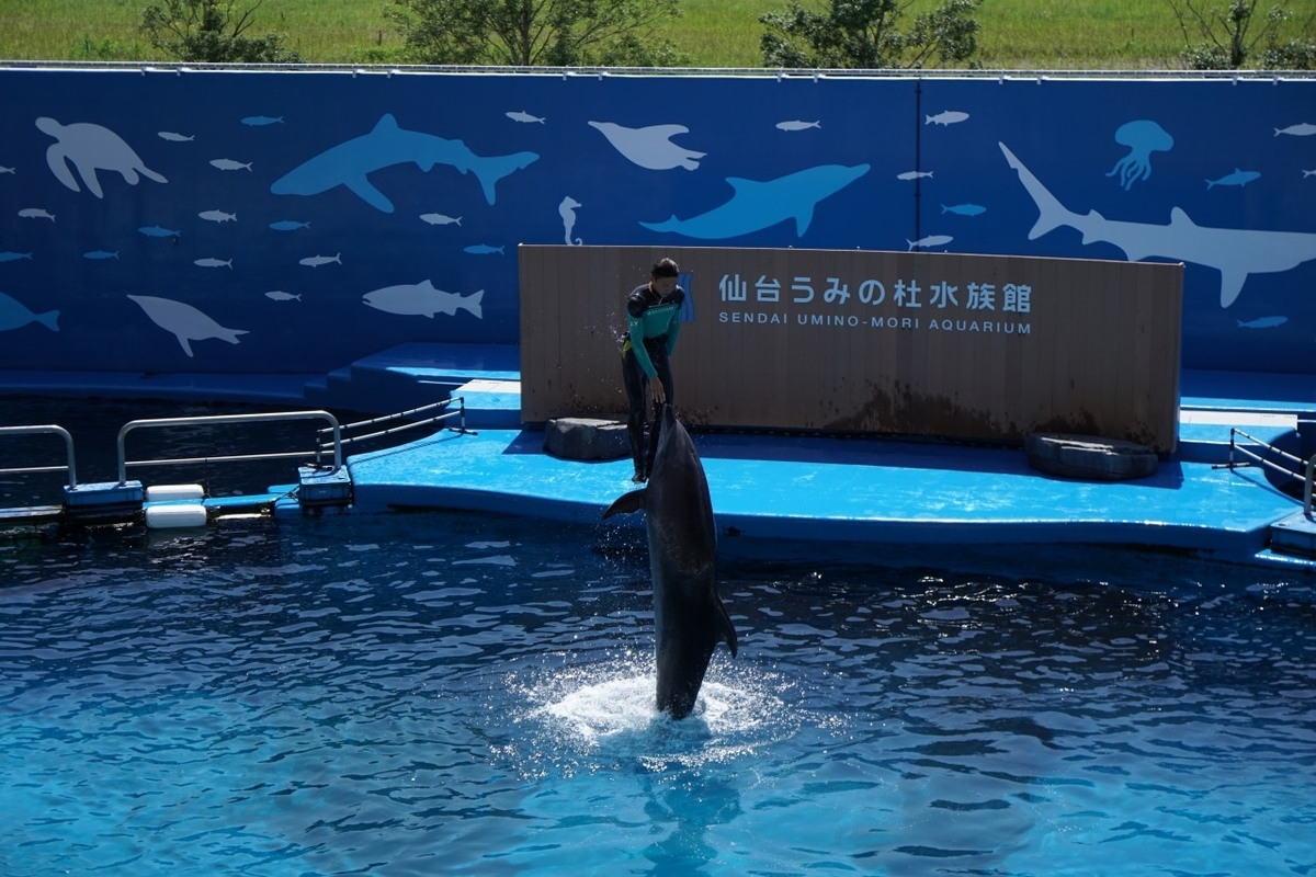 仙台うみの杜水族館　イルカショー