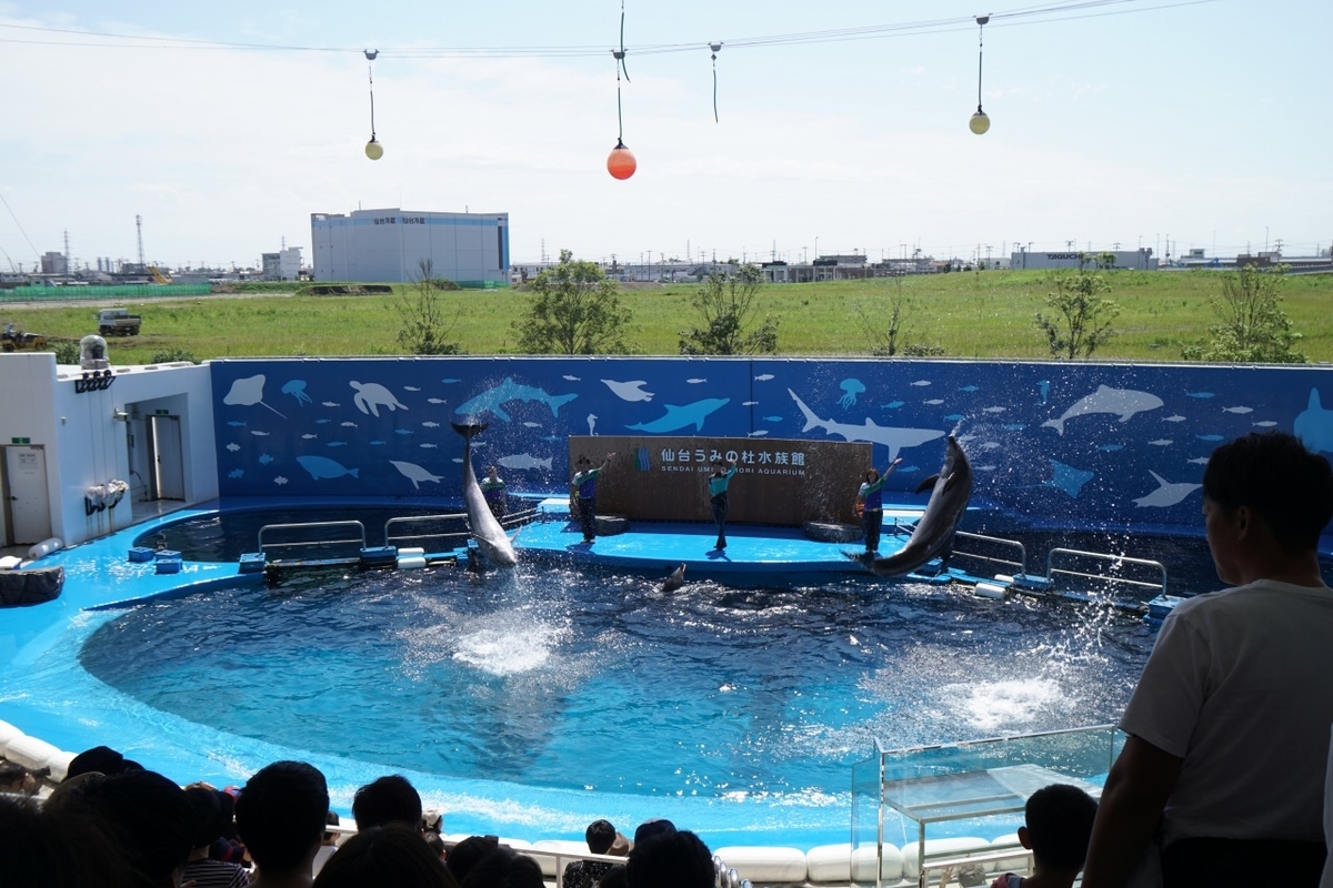 仙台うみの杜水族館　イルカショー
