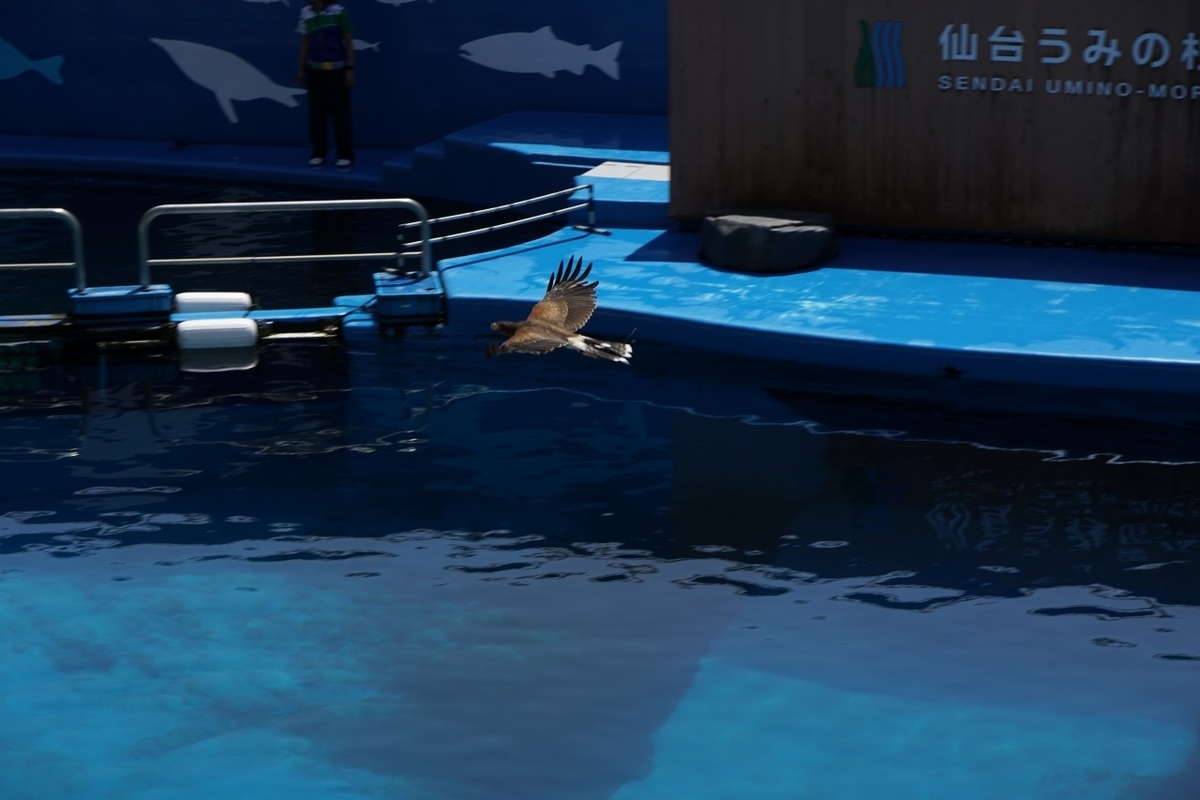 仙台うみの杜水族館　ハリスホーク