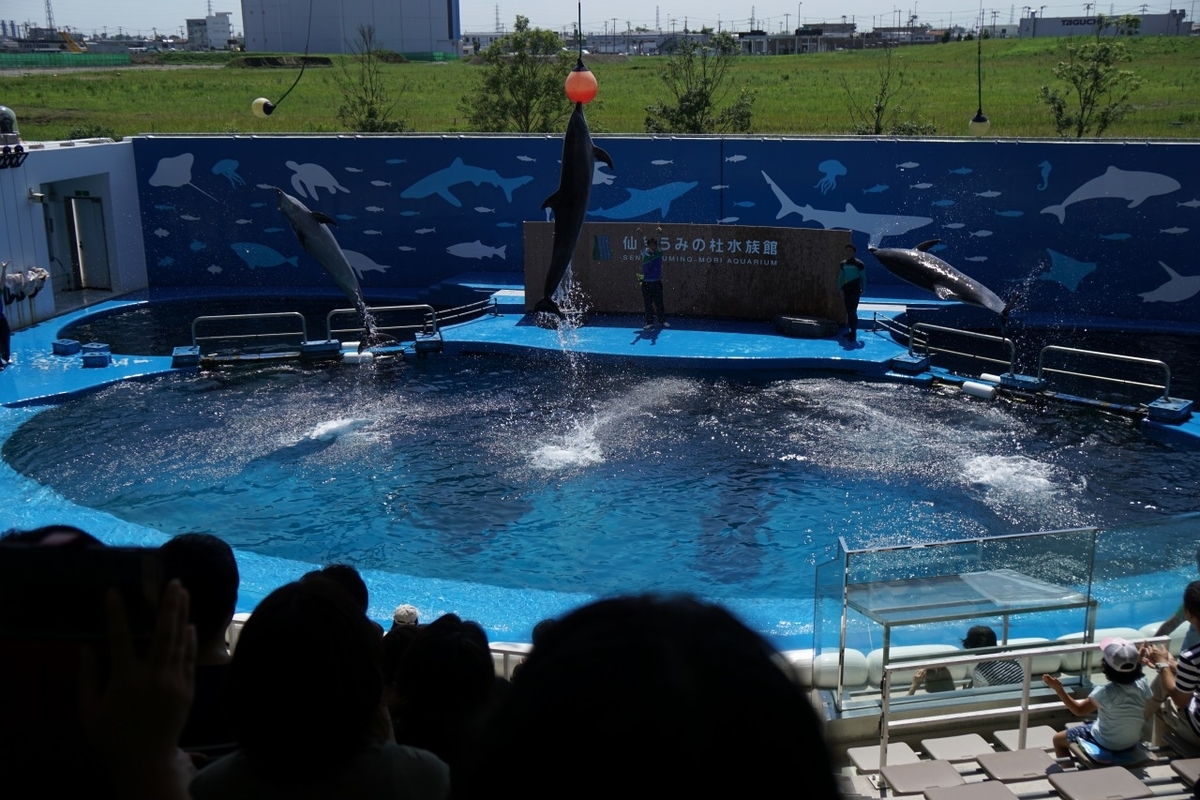 仙台うみの杜水族館　イルカショー
