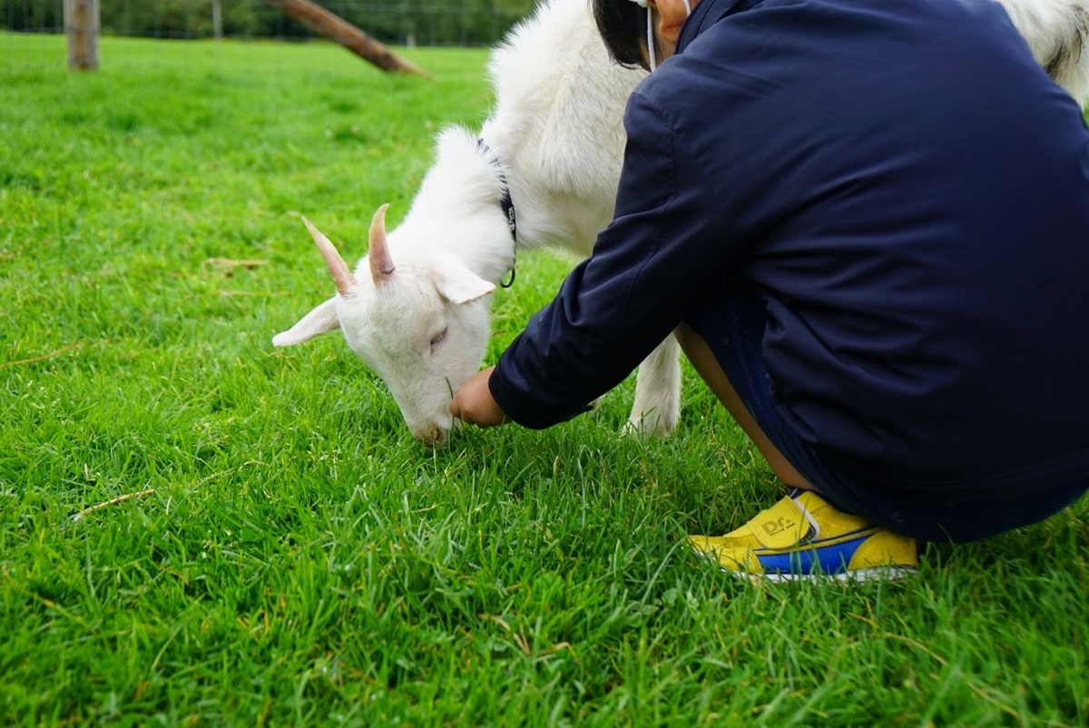 ヤギに餌をあげる子供