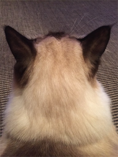 猫の体臭は良い匂い - 素足のバーマン