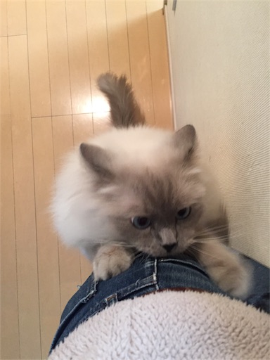 f:id:templecat:20170104151500j:image f:id:templecat:20170104151500j:image