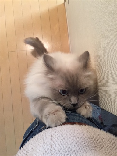 f:id:templecat:20170104151511j:image f:id:templecat:20170104151511j:image