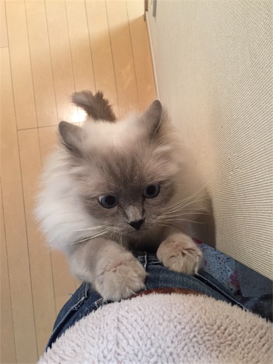 f:id:templecat:20170104151524j:image f:id:templecat:20170104151524j:image