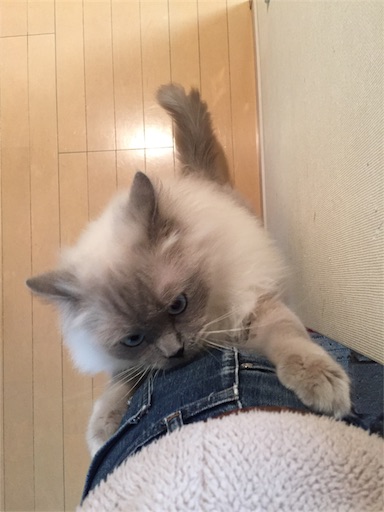 f:id:templecat:20170104151600j:image f:id:templecat:20170104151600j:image