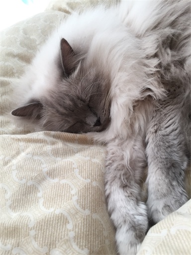 f:id:templecat:20170111123234j:image f:id:templecat:20170111123234j:image