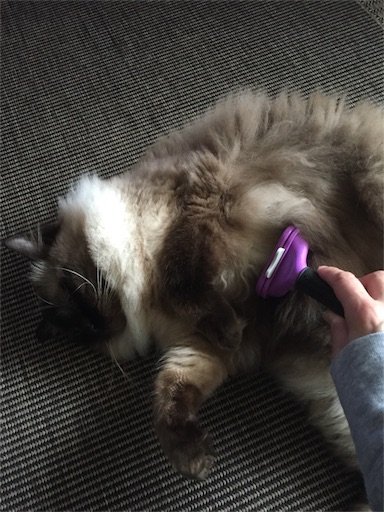 f:id:templecat:20170510214006j:image f:id:templecat:20170510214006j:image