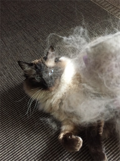 f:id:templecat:20170510214043j:image f:id:templecat:20170510214043j:image