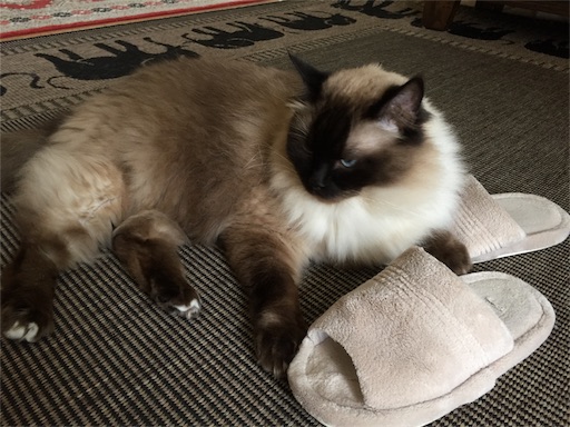 f:id:templecat:20170618054625j:image f:id:templecat:20170618054625j:image