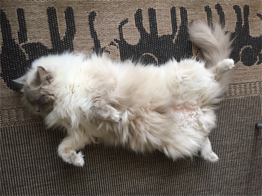 f:id:templecat:20170618054654j:image f:id:templecat:20170618054654j:image