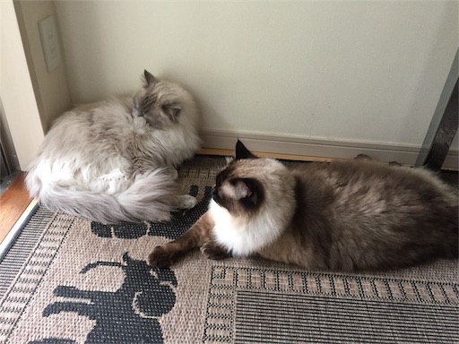 f:id:templecat:20170618054722j:image f:id:templecat:20170618054722j:image
