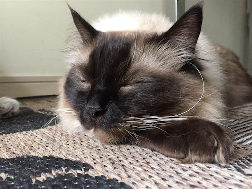 f:id:templecat:20170618054753j:image f:id:templecat:20170618054753j:image