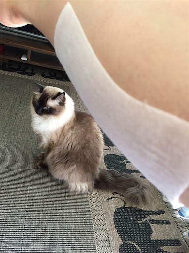 f:id:templecat:20170902135524j:image f:id:templecat:20170902135524j:image