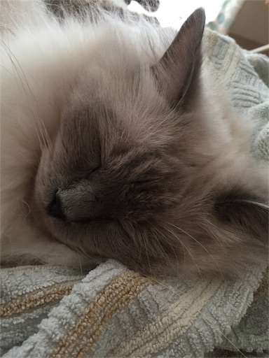 f:id:templecat:20171005120530j:image f:id:templecat:20171005120530j:image
