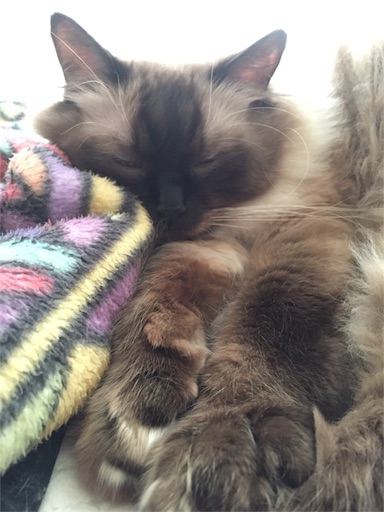 f:id:templecat:20171005120702j:image f:id:templecat:20171005120702j:image