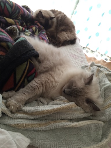 f:id:templecat:20171005120736j:image f:id:templecat:20171005120736j:image
