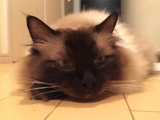 f:id:templecat:20180820213531j:image f:id:templecat:20180820213531j:image