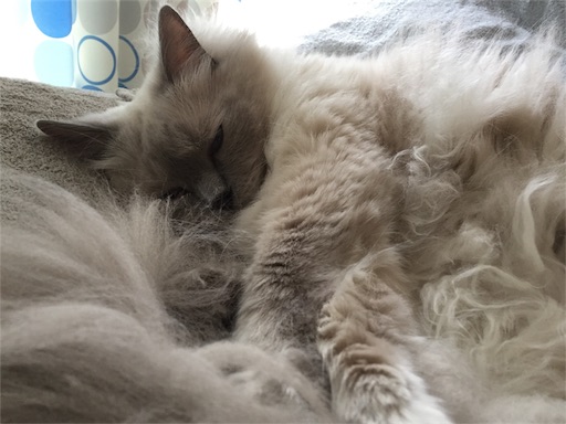 f:id:templecat:20180820213544j:image f:id:templecat:20180820213544j:image
