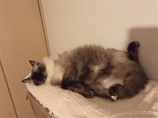 f:id:templecat:20190305121146j:image f:id:templecat:20190305121146j:image