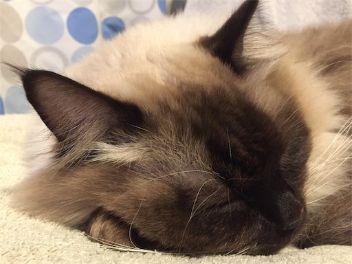 f:id:templecat:20190305160143j:image f:id:templecat:20190305160143j:image