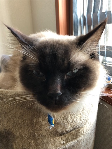 f:id:templecat:20190622123747j:image f:id:templecat:20190622123747j:image