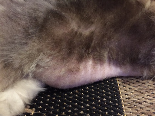f:id:templecat:20190626155325j:image f:id:templecat:20190626155325j:image