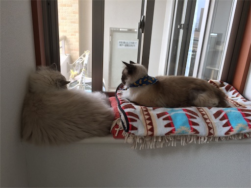 f:id:templecat:20190626163214j:image f:id:templecat:20190626163214j:image