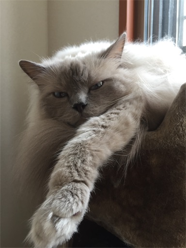 f:id:templecat:20190701114522j:image f:id:templecat:20190701114522j:image