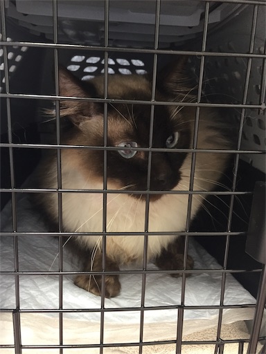 f:id:templecat:20190725142028j:image f:id:templecat:20190725142028j:image