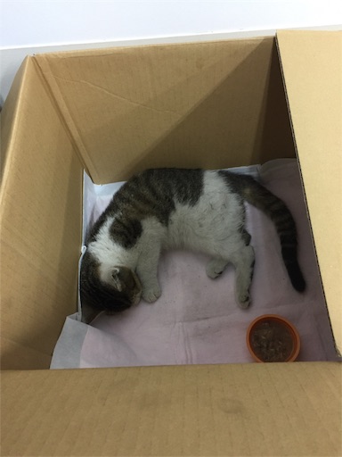 f:id:templecat:20191003220650j:image f:id:templecat:20191003220650j:image